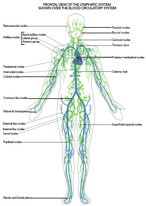 lymphatic-system.jpg