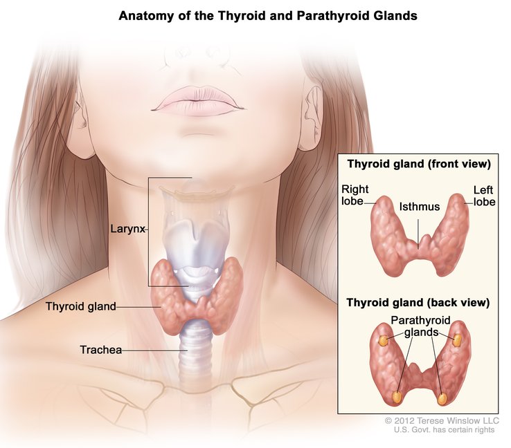 Here’s to Your Thyroid