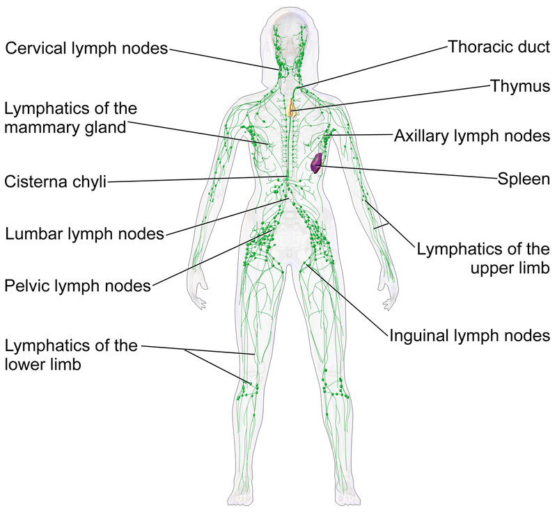 Lymphatic Cleanse and Vibration Therapy